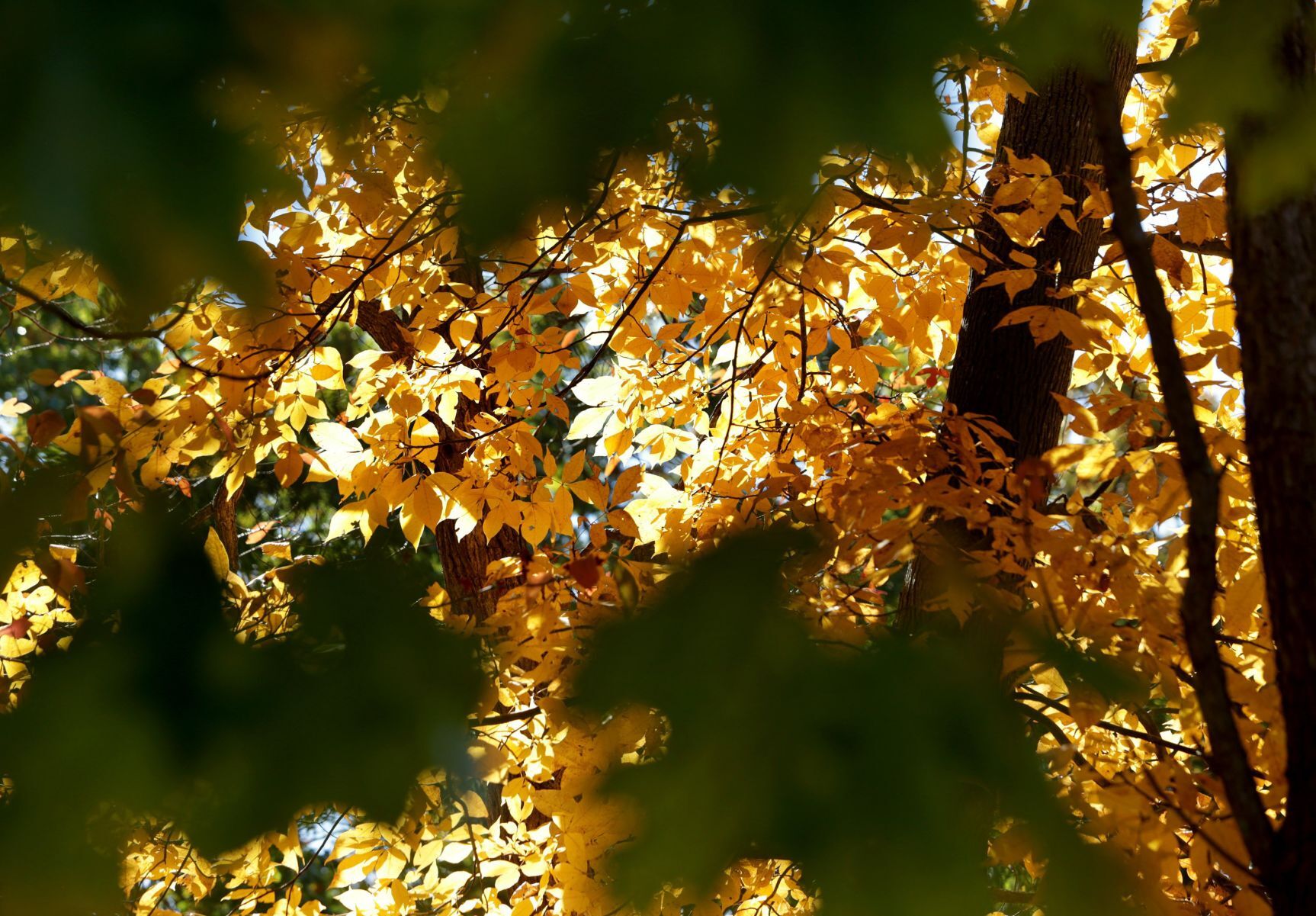 Fall color in Powder Valley Conservation Nature Center
